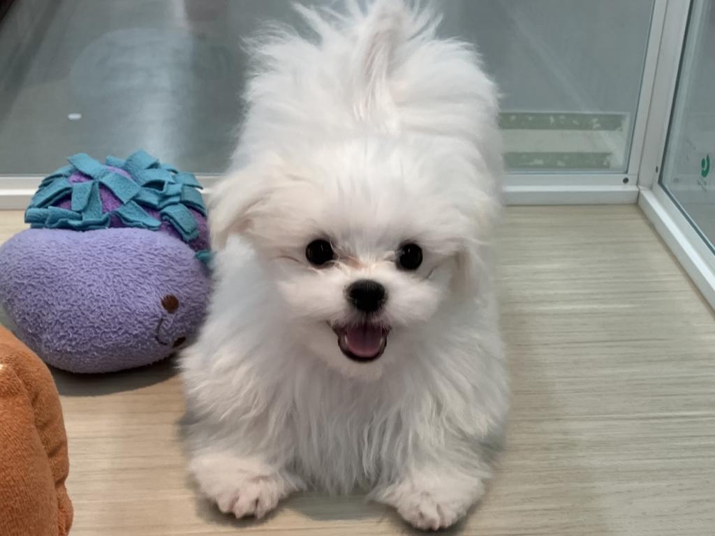 北海道のマルチーズ (ジャパンペッツトレーディング苫小牧中央店/2025年11月15日生まれ/男の子/ホワイト)の子犬の2枚目の画像