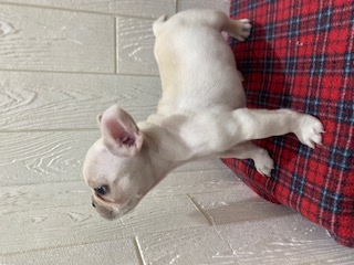 東京都のフレンチブルドッグ (OneBuddy仙川店/2025年11月7日生まれ/男の子/クリーム)の子犬の2枚目の画像