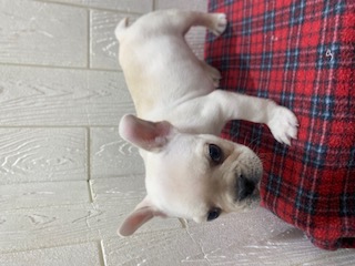 東京都のフレンチブルドッグ (OneBuddy仙川店/2025年11月7日生まれ/男の子/クリーム)の子犬の3枚目の画像