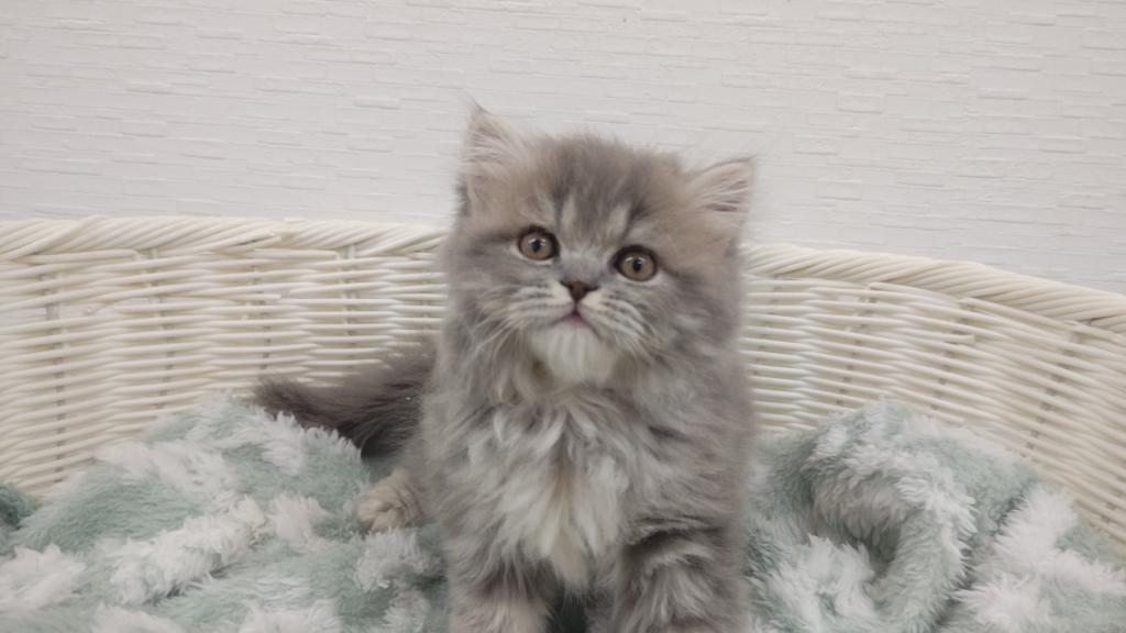 埼玉県のラガマフィン (OneBuddy宮代店/2025年10月29日生まれ/男の子/ブルータビーホワイト)の子猫