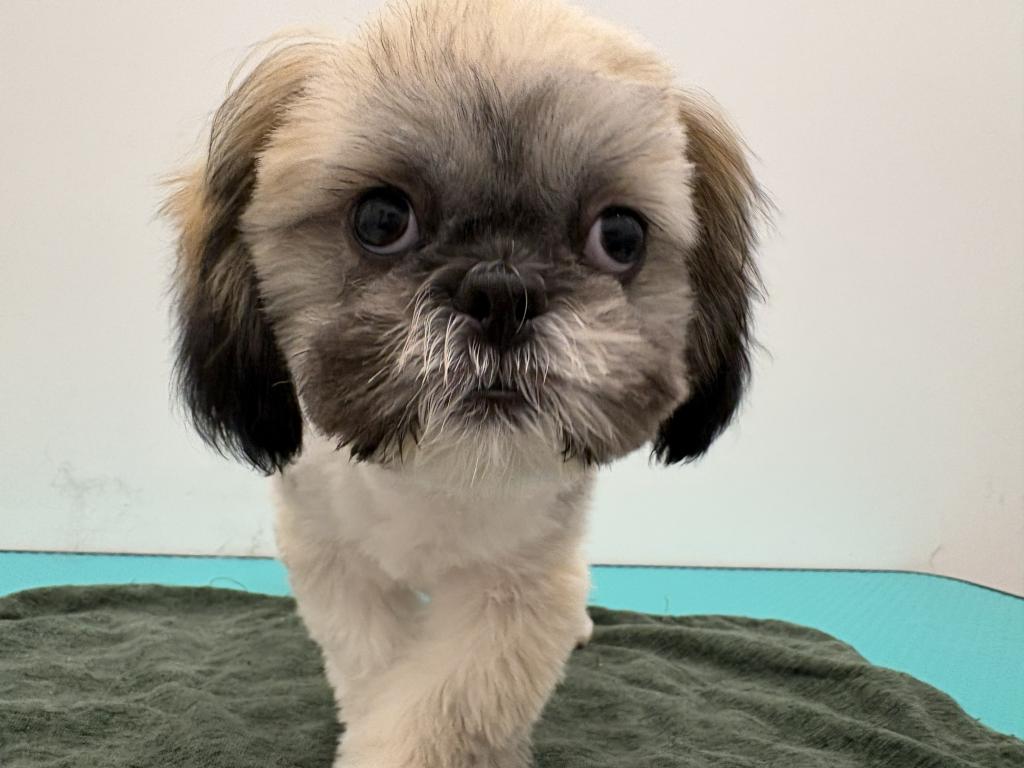 栃木県のマルズー/マルシーズ(マルチーズ×シーズー) (ペッツワン宇都宮平出店/2025年11月22日生まれ/男の子/その他色)の子犬の1枚目の画像