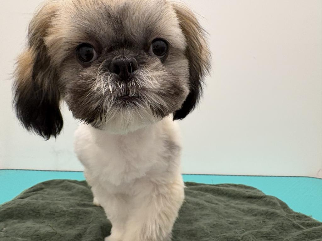 栃木県のマルズー/マルシーズ(マルチーズ×シーズー) (ペッツワン宇都宮平出店/2025年11月22日生まれ/男の子/その他色)の子犬の2枚目の画像