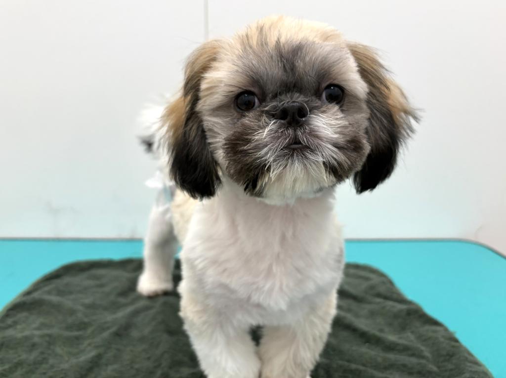 栃木県のマルズー/マルシーズ(マルチーズ×シーズー) (ペッツワン宇都宮平出店/2025年11月22日生まれ/男の子/その他色)の子犬の3枚目の画像
