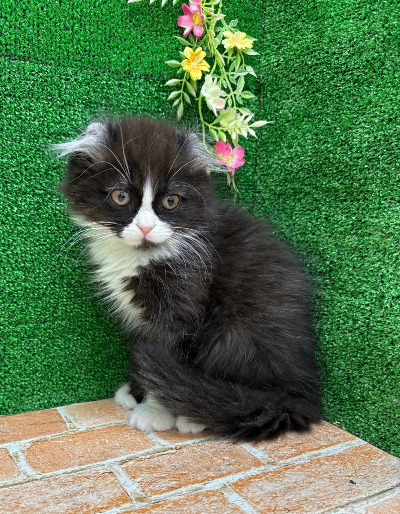 栃木県のキンカロー (ペットアミ鹿沼店/2025年11月13日生まれ/男の子/ブラックホワイト)の子猫