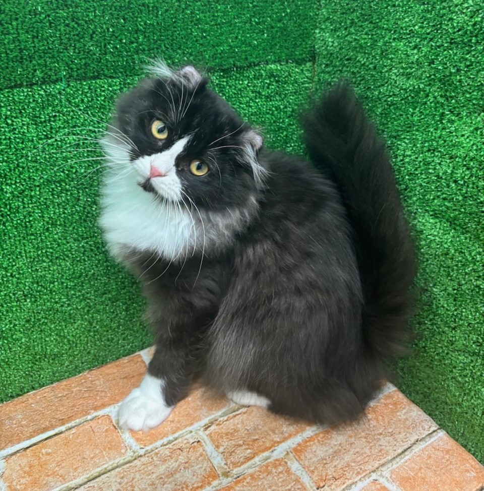 栃木県のキンカロー (ペットアミ鹿沼店/2025年11月13日生まれ/男の子/ブラックホワイト)の子猫の2枚目の画像