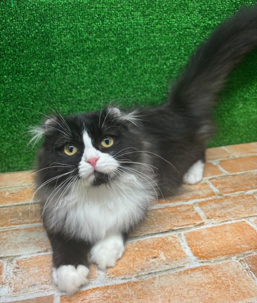 栃木県のキンカロー (ペットアミ鹿沼店/2025年11月13日生まれ/男の子/ブラックホワイト)の子猫の1枚目の画像