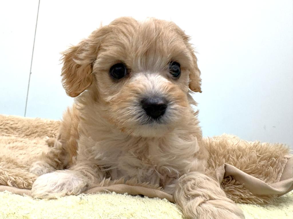 栃木県のハーフ犬・ミックス犬 (ペッツワン宇都宮平出店/2025年10月24日生まれ/男の子/クリーム)の子犬