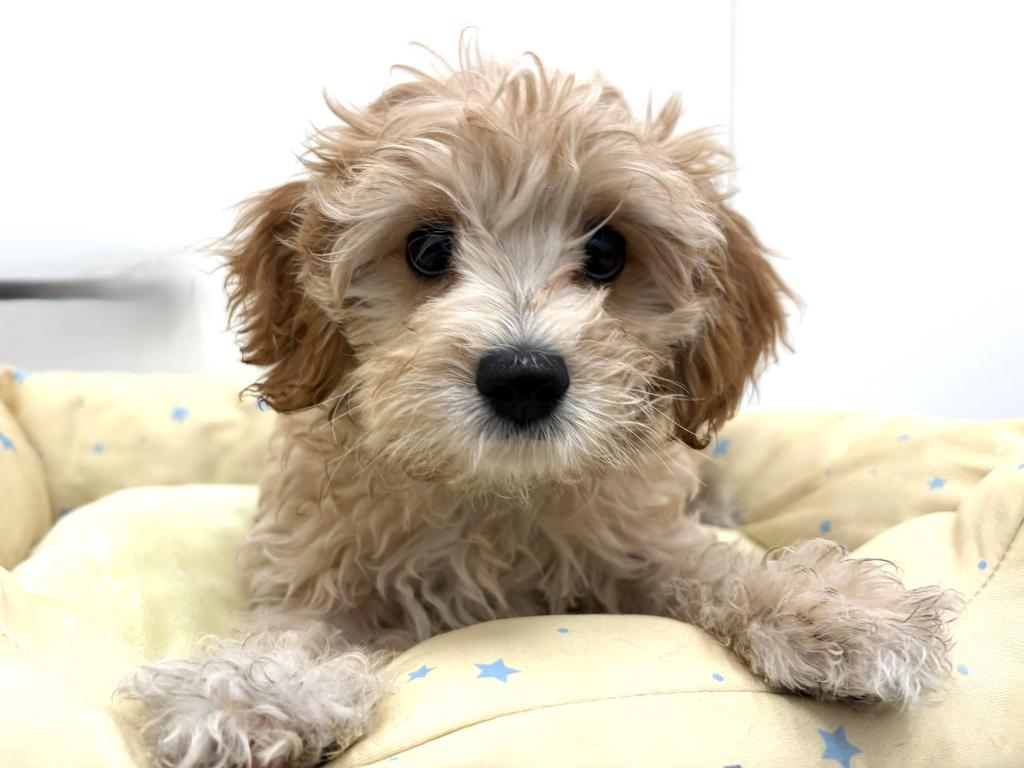 栃木県のハーフ犬・ミックス犬 (ペッツワン宇都宮平出店/2025年10月24日生まれ/男の子/クリーム)の子犬の1枚目の画像