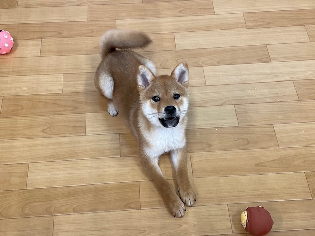 千葉県の柴犬(標準サイズ) (ペッツワン木更津金田店/2025年10月31日生まれ/女の子/赤)の子犬の3枚目の画像