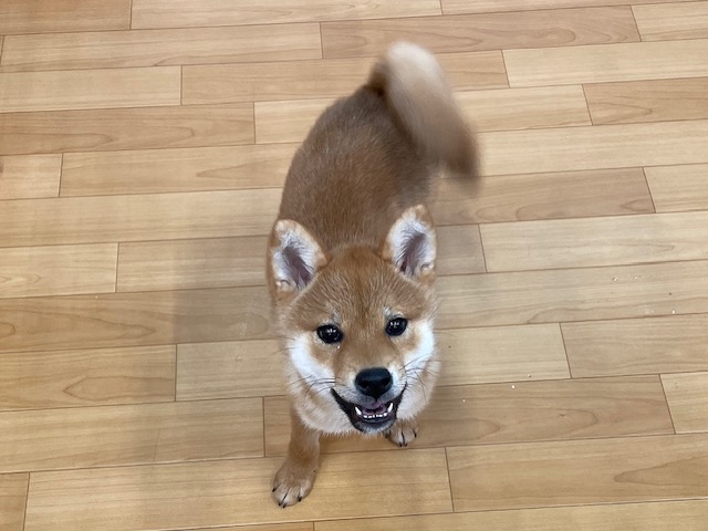 千葉県の柴犬(標準サイズ) (ペッツワン木更津金田店/2025年10月31日生まれ/女の子/赤)の子犬の4枚目の画像