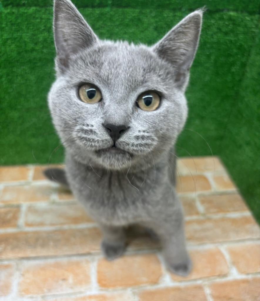 栃木県のシャルトリュー (ペットアミ鹿沼店/2025年11月7日生まれ/男の子/ブルー)の子猫の1枚目の画像