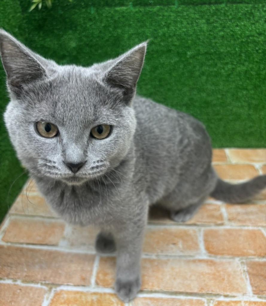 栃木県のシャルトリュー (ペットアミ鹿沼店/2025年11月7日生まれ/男の子/ブルー)の子猫の2枚目の画像