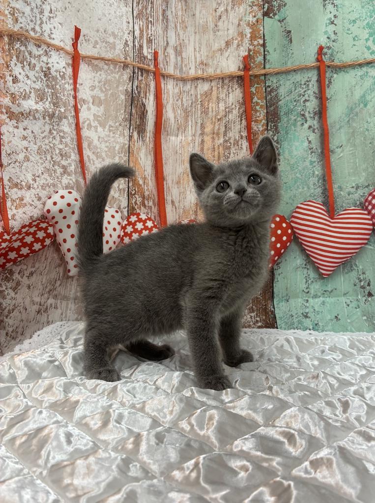 北海道のロシアンブルー (ジャパンペッツトレーディング伏古店/2025年11月12日生まれ/男の子/ブルー)の子猫