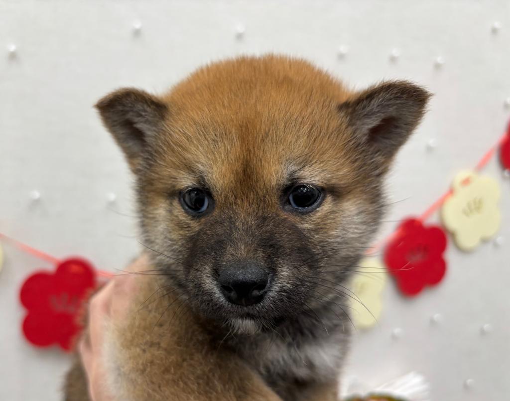 茨城県の柴犬(標準サイズ) (ペットアミつくば東店/2025年11月4日生まれ/男の子/赤)の子犬の2枚目の画像