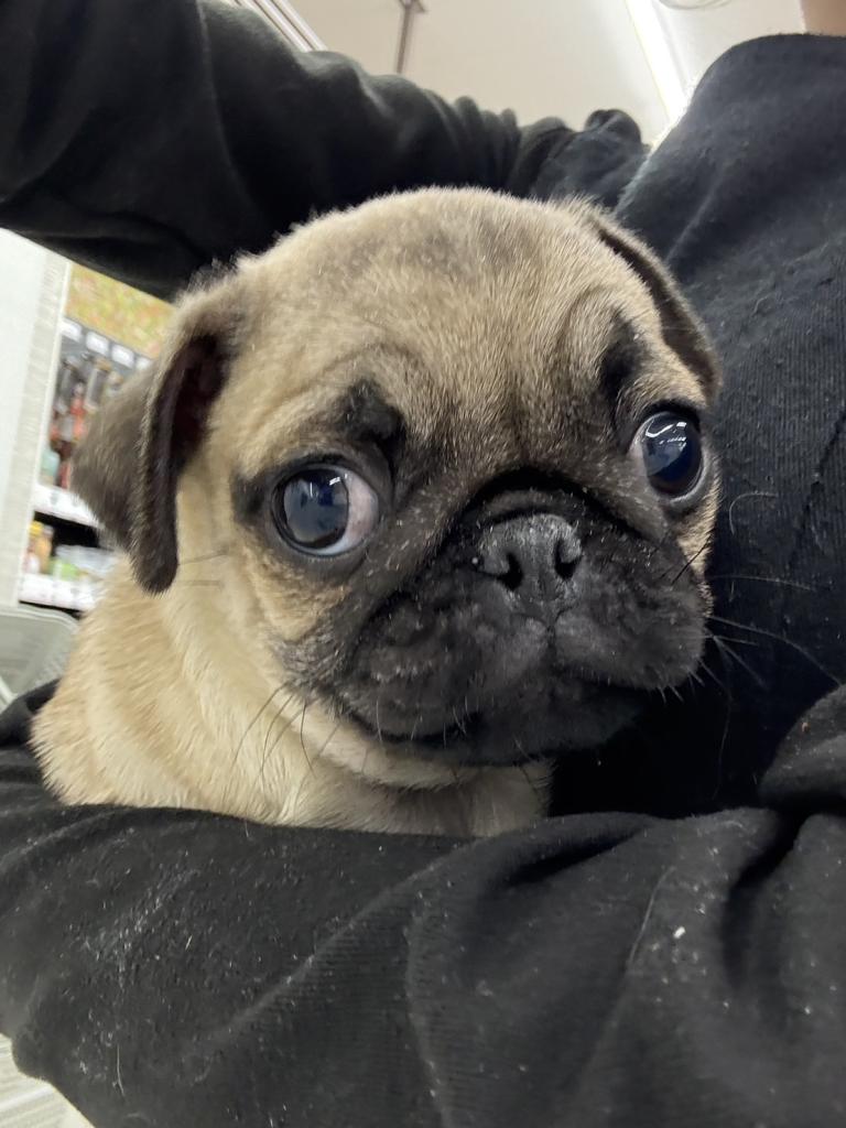 北海道のパグ (ジャパンペッツトレーディング苫小牧中央店/2025年11月14日生まれ/男の子/フォーン)の子犬