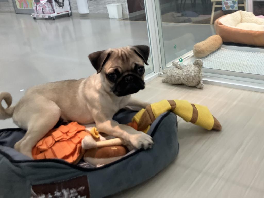 北海道のパグ (ジャパンペッツトレーディング苫小牧中央店/2025年11月14日生まれ/男の子/フォーン)の子犬の2枚目の画像