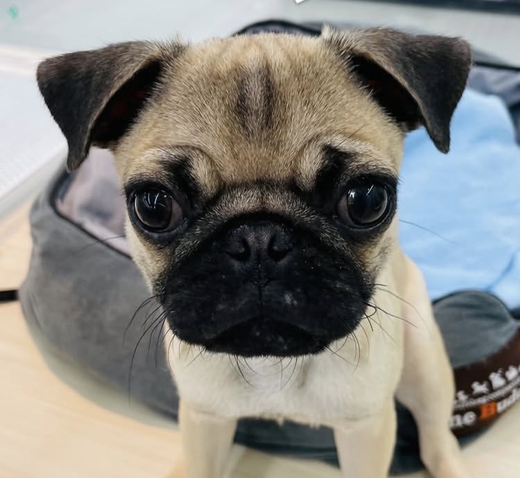 北海道のパグ (ジャパンペッツトレーディング苫小牧中央店/2025年11月14日生まれ/男の子/フォーン)の子犬の2枚目の画像