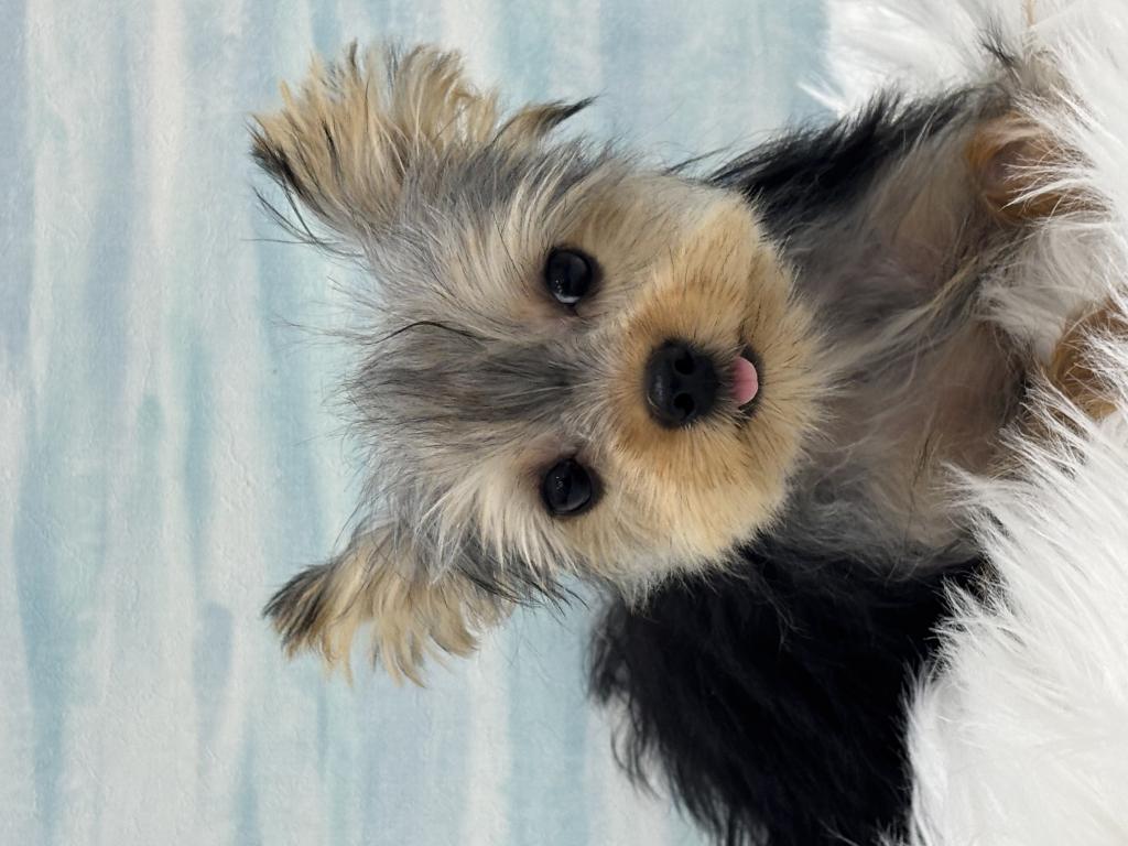 茨城県のヨークシャーテリア (OneBuddy水戸南店/2025年11月29日生まれ/男の子/スチールブルータン)の子犬