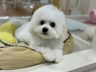 埼玉県のビションフリーゼ (OneBuddy南越谷店/2025年12月1日生まれ/女の子/ホワイト)の子犬の1枚目の画像