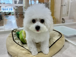 埼玉県のビションフリーゼ (OneBuddy南越谷店/2025年12月1日生まれ/女の子/ホワイト)の子犬の2枚目の画像