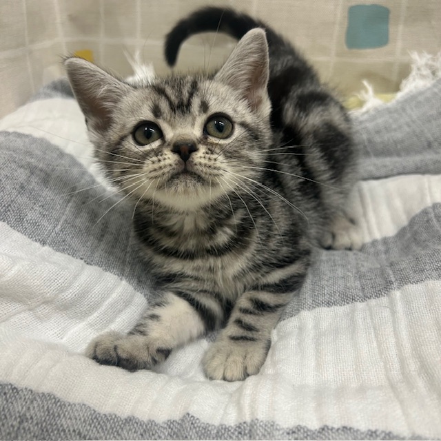 茨城県のアメリカンショートヘアー (ペットアミ桜川店/2025年11月18日生まれ/男の子/シルバータビー)の子猫の1枚目の画像