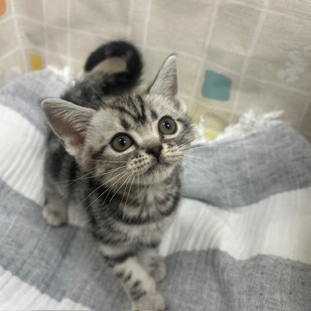 茨城県のアメリカンショートヘアー (ペットアミ桜川店/2025年11月18日生まれ/男の子/シルバータビー)の子猫の2枚目の画像