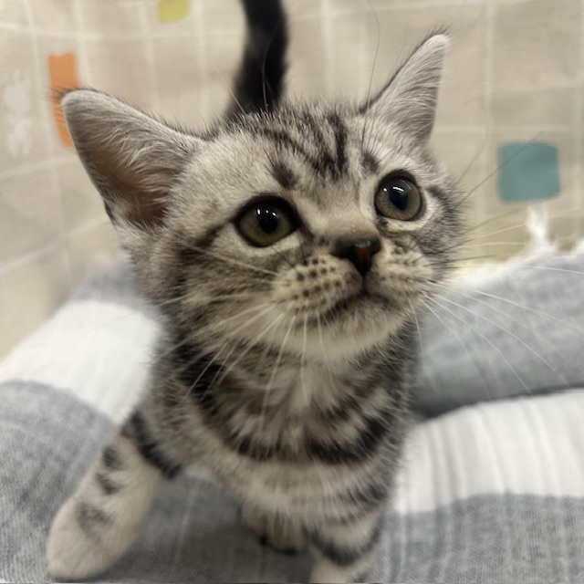 茨城県のアメリカンショートヘアー (ペットアミ桜川店/2025年11月18日生まれ/男の子/シルバータビー)の子猫の3枚目の画像