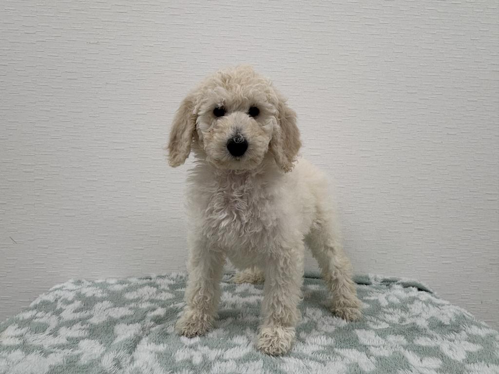 埼玉県のスタンダードプードル (OneBuddy宮代店/2025年11月20日生まれ/女の子/ホワイト)の子犬の2枚目の画像
