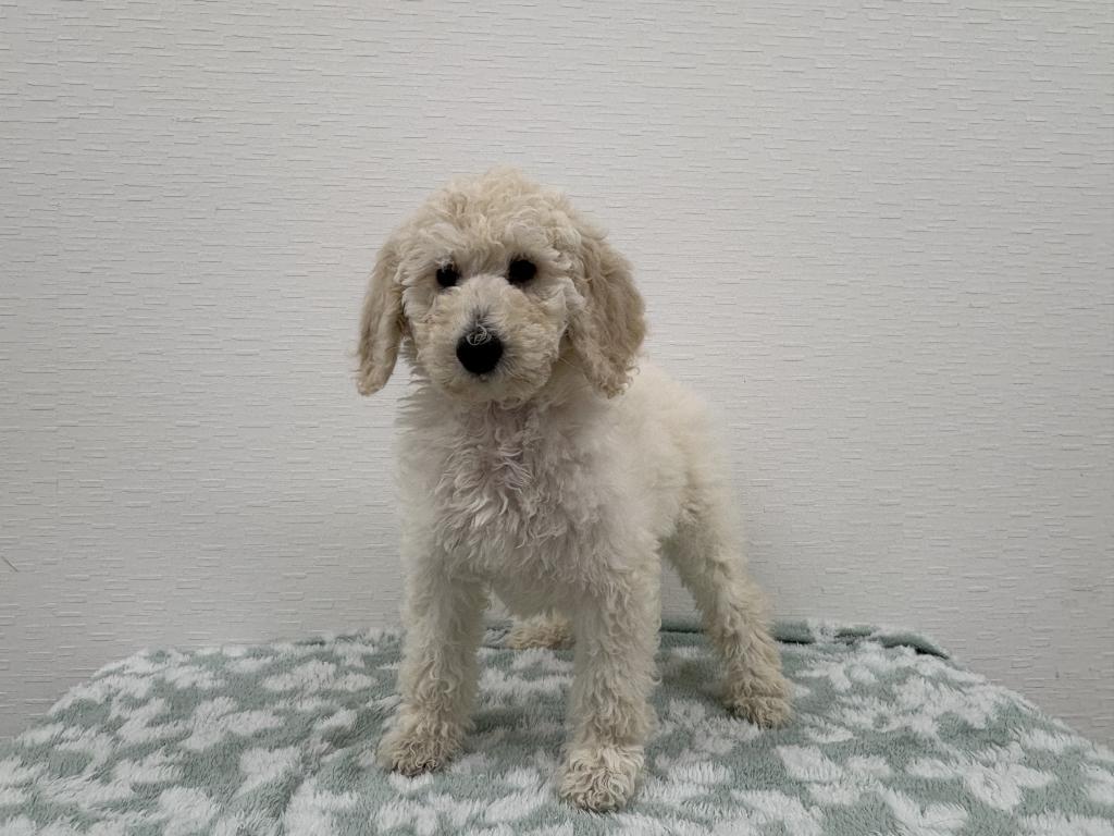 埼玉県のスタンダードプードル (OneBuddy宮代店/2025年11月20日生まれ/女の子/ホワイト)の子犬の3枚目の画像