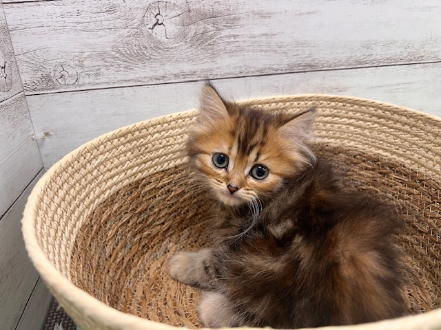 茨城県のミヌエット (OneBuddyトモニーつくば店/2025年11月14日生まれ/女の子/ブラウンパッチドタビーホワイト)の子猫の1枚目の画像