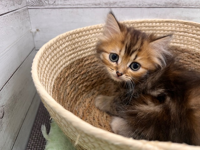 茨城県のミヌエット (OneBuddyトモニーつくば店/2025年11月14日生まれ/女の子/ブラウンパッチドタビーホワイト)の子猫の2枚目の画像