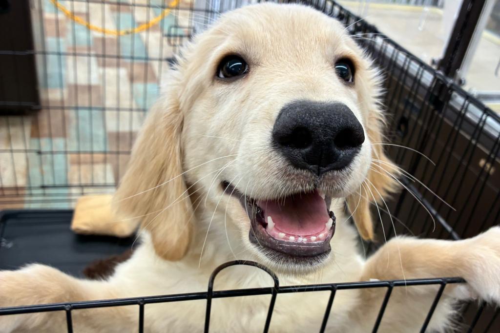 北海道のゴールデンレトリバー (ジャパンペッツトレーディング新発寒店/2025年11月20日生まれ/男の子/ゴールデン)の子犬の2枚目の画像