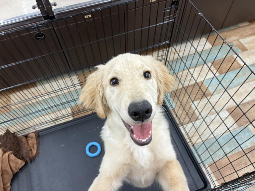 北海道のゴールデンレトリバー (ジャパンペッツトレーディング新発寒店/2025年11月20日生まれ/男の子/ゴールデン)の子犬の3枚目の画像