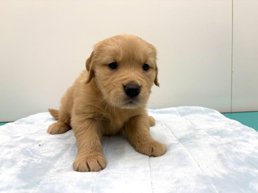 茨城県のゴールデンレトリバー (OneBuddy古河店/2026年1月17日生まれ/女の子/ゴールデン)の子犬の4枚目の画像