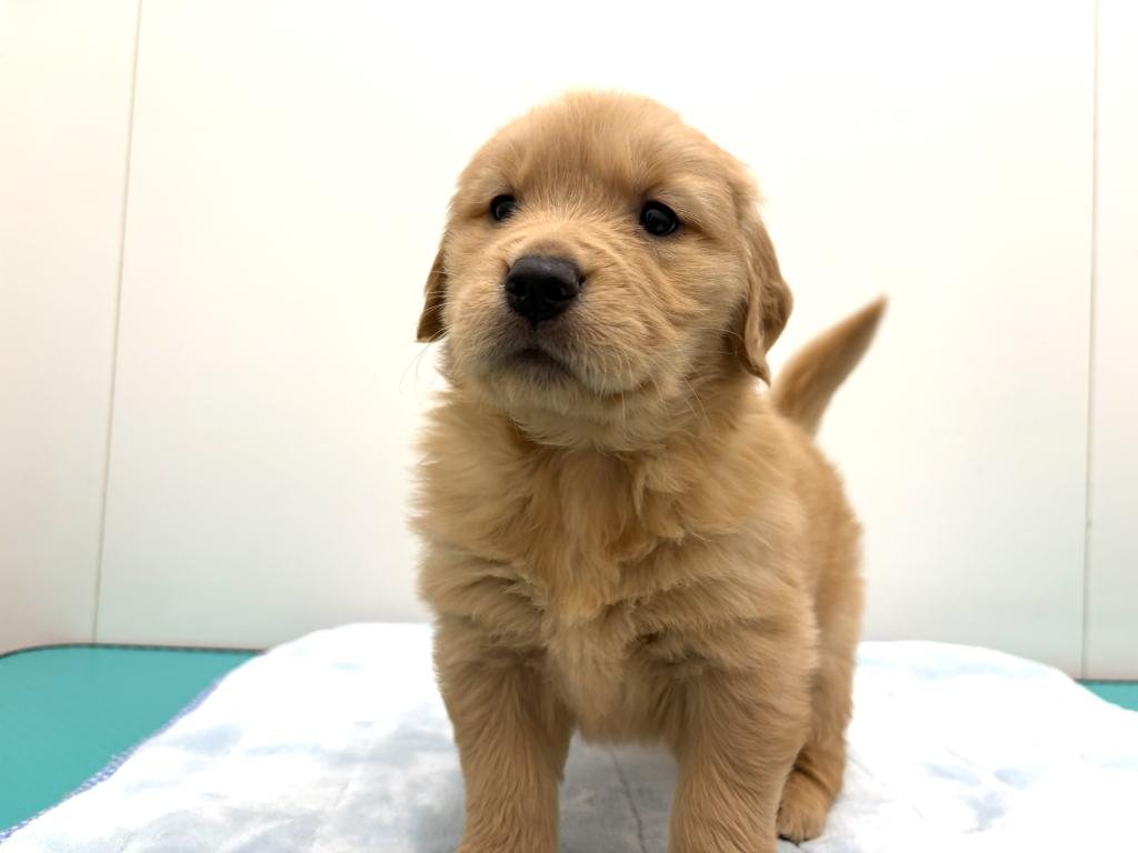 茨城県のゴールデンレトリバー (OneBuddy古河店/2026年1月17日生まれ/女の子/ゴールデン)の子犬の3枚目の画像