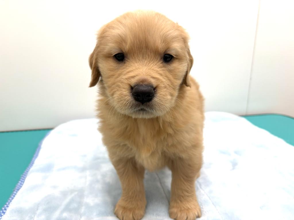 茨城県のゴールデンレトリバー (OneBuddy古河店/2026年1月17日生まれ/女の子/ゴールデン)の子犬の2枚目の画像