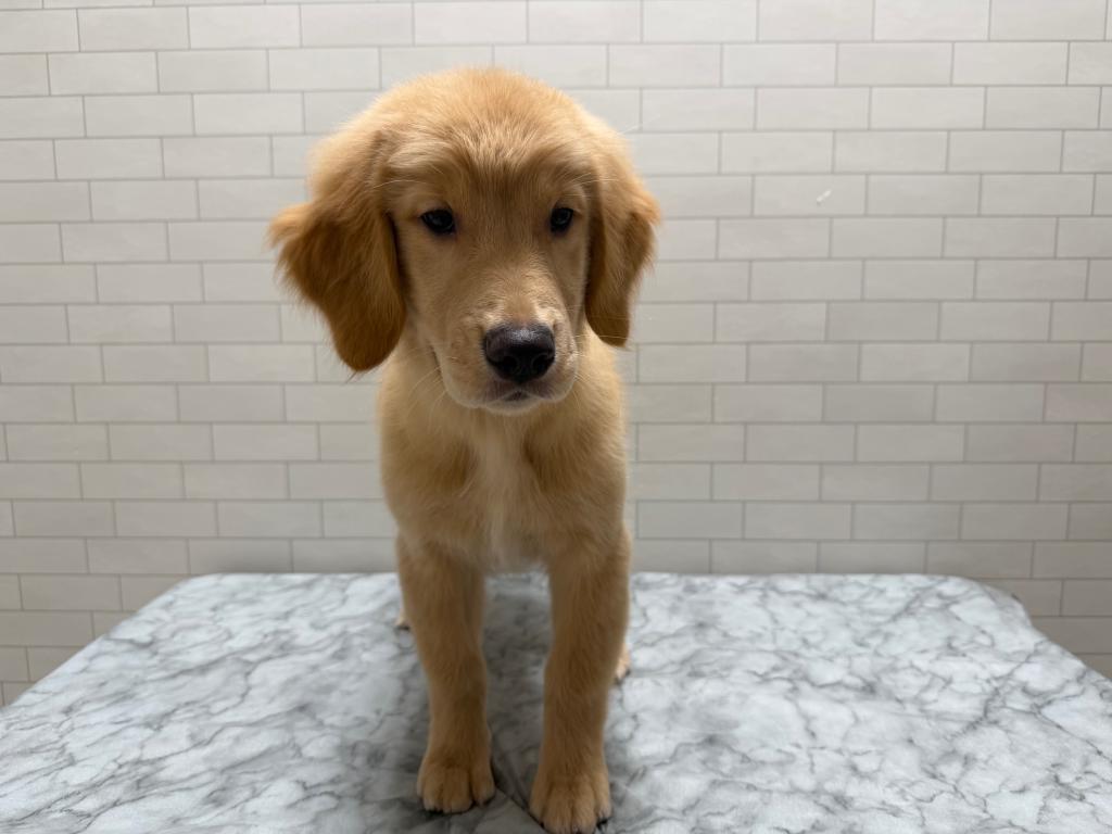 茨城県のゴールデンレトリバー (OneBuddy古河店/2026年1月17日生まれ/女の子/ゴールデン)の子犬の1枚目の画像