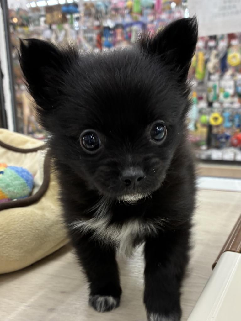 北海道のハーフ犬・ミックス犬 (ジャパンペッツトレーディング屯田店/2025年11月20日生まれ/女の子/ブラックホワイト)の子犬の2枚目の画像