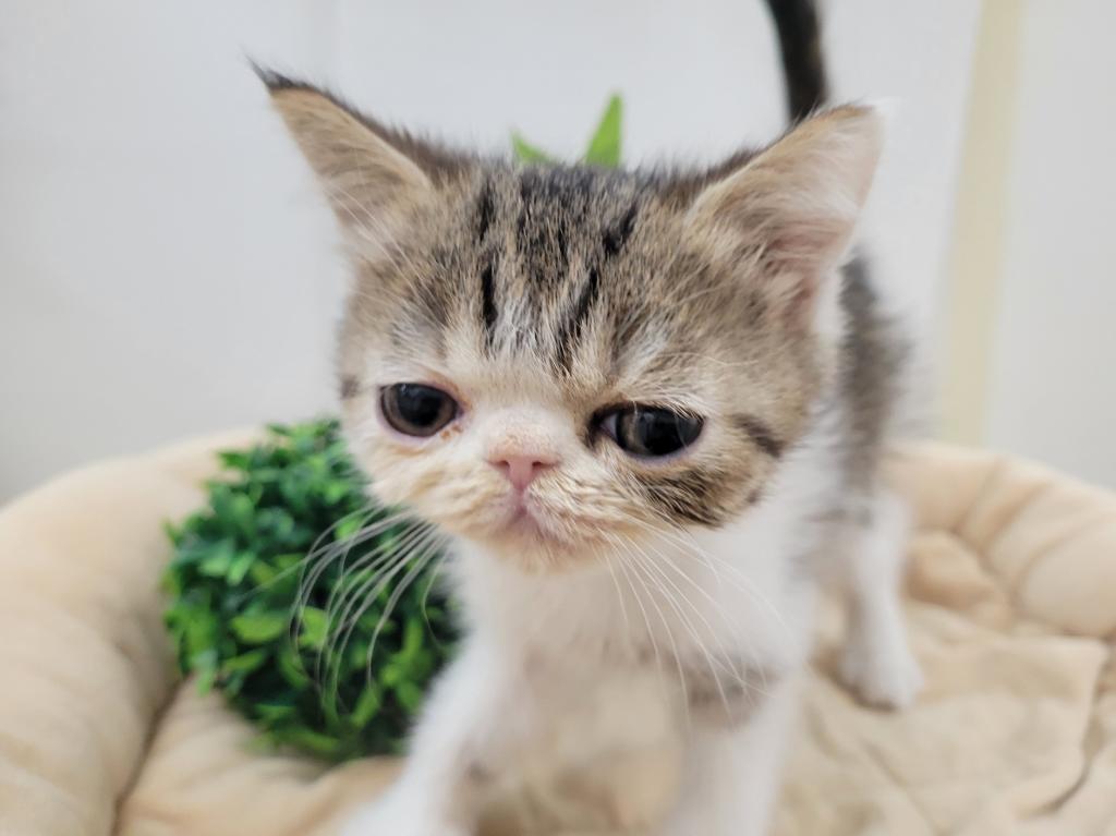 栃木県のエキゾチック (アミーゴ簗瀬店/2025年11月18日生まれ/男の子/ブラウンタビーホワイト)の子猫