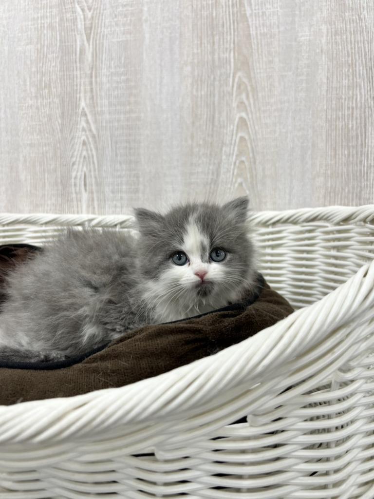 栃木県のミヌエット (OneBuddy宇都宮店/2025年11月15日生まれ/男の子/ブルーホワイト)の子猫