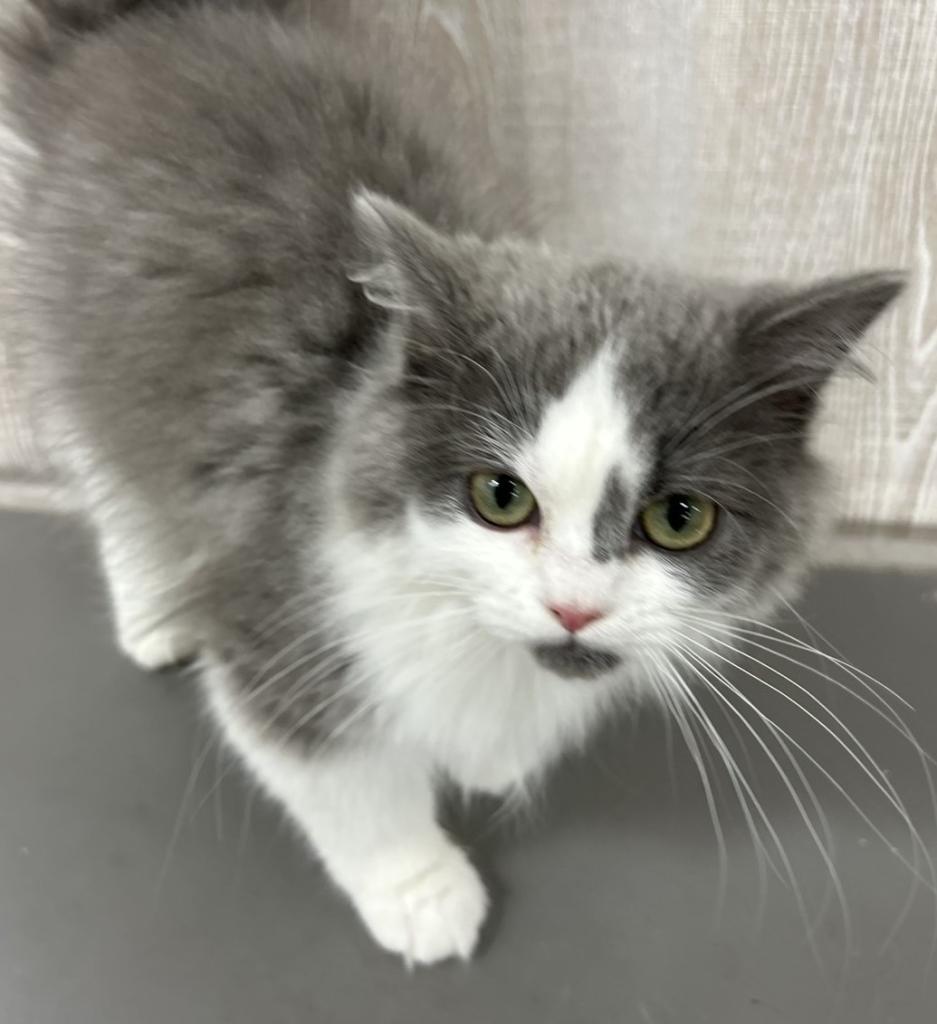 栃木県のミヌエット (OneBuddy宇都宮店/2025年11月15日生まれ/男の子/ブルーホワイト)の子猫の2枚目の画像