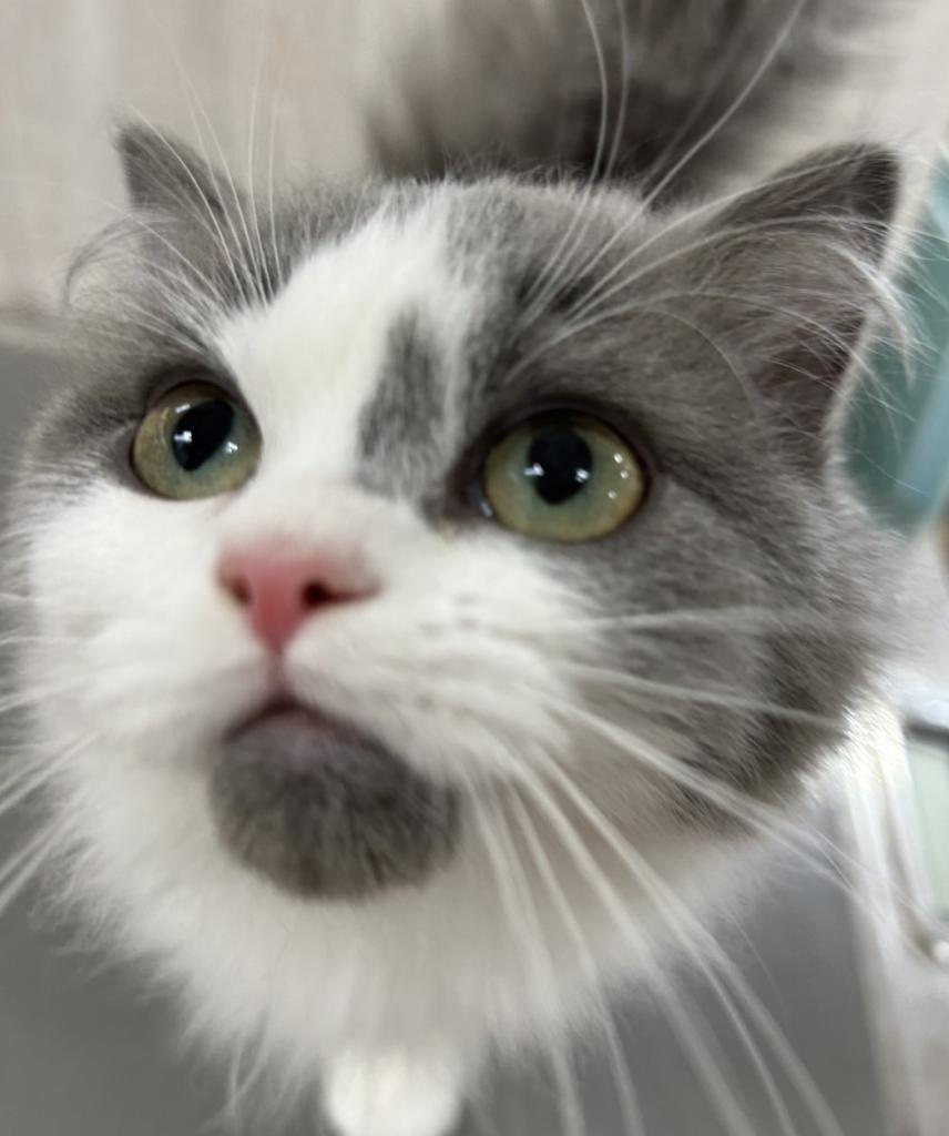 栃木県のミヌエット (OneBuddy宇都宮店/2025年11月15日生まれ/男の子/ブルーホワイト)の子猫の1枚目の画像