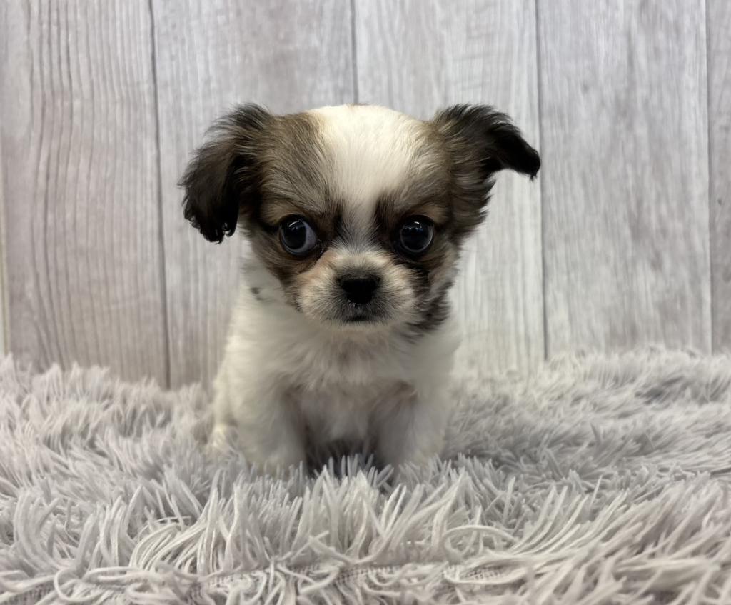 埼玉県のハーフ犬・ミックス犬 (ペットプラザ越谷大里店/2025年11月22日生まれ/女の子/パーティーカラー)の子犬