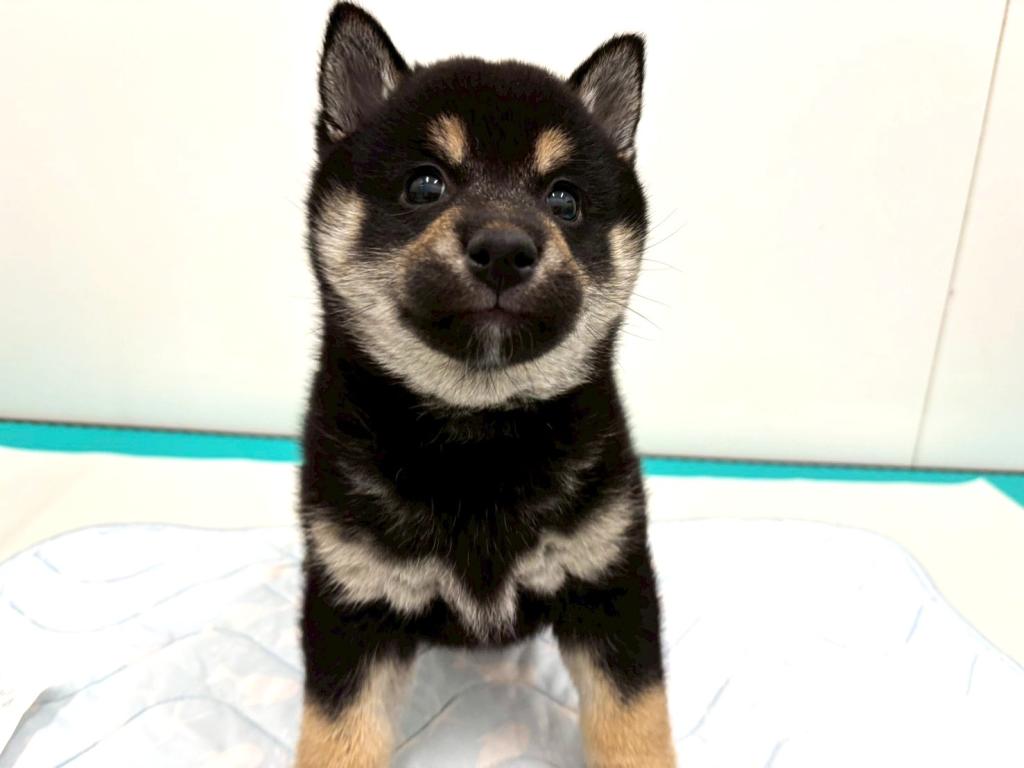 栃木県の柴犬(標準サイズ) (ペッツワン宇都宮平出店/2025年11月8日生まれ/女の子/黒)の子犬の2枚目の画像