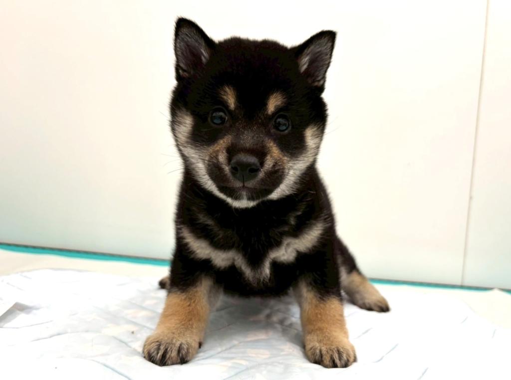 栃木県の柴犬(標準サイズ) (ペッツワン宇都宮平出店/2025年11月8日生まれ/女の子/黒)の子犬の3枚目の画像