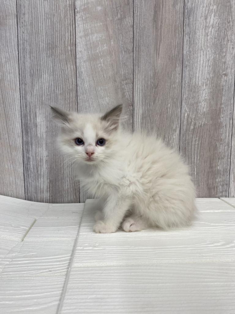 埼玉県のラグドール (ペットプラザ草加松原店/2025年10月25日生まれ/男の子/ブルーポイントバイカラー)の子猫の1枚目の画像