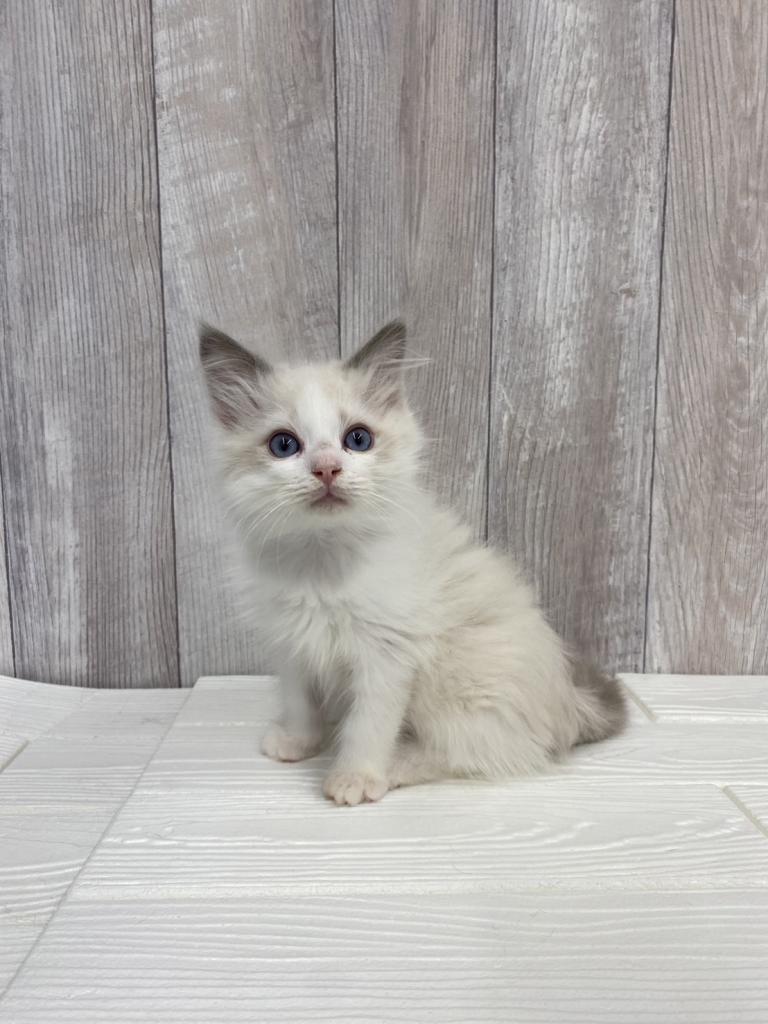 埼玉県のラグドール (ペットプラザ草加松原店/2025年10月25日生まれ/男の子/ブルーポイントバイカラー)の子猫の2枚目の画像