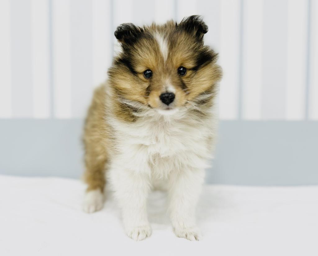 茨城県のシェットランドシープドッグ (犬の牧場/2025年11月6日生まれ/男の子/セーブルホワイト)の子犬