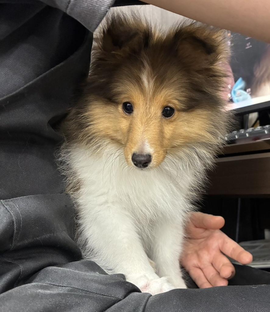 栃木県のシェットランドシープドッグ (OneBuddy宇都宮店/2025年11月6日生まれ/男の子/セーブルホワイト)の子犬の1枚目の画像