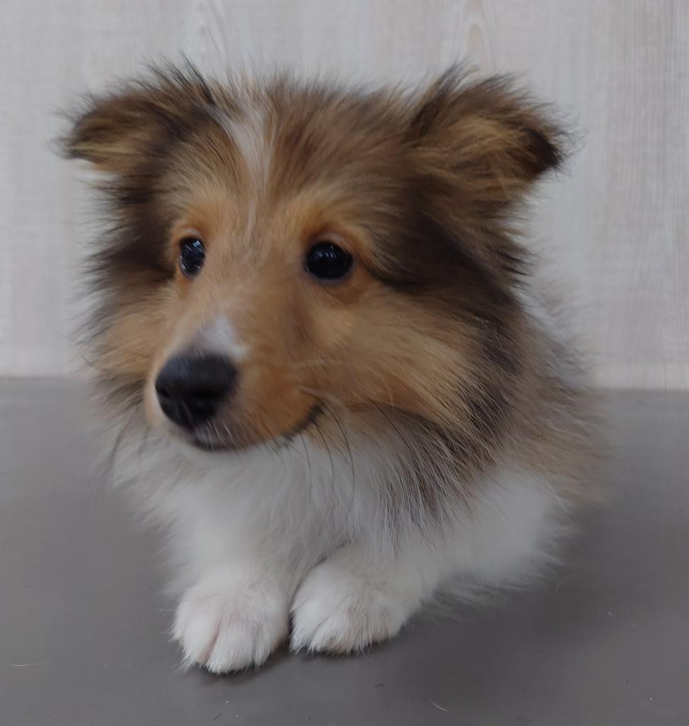 栃木県のシェットランドシープドッグ (OneBuddy宇都宮店/2025年11月6日生まれ/男の子/セーブルホワイト)の子犬の3枚目の画像